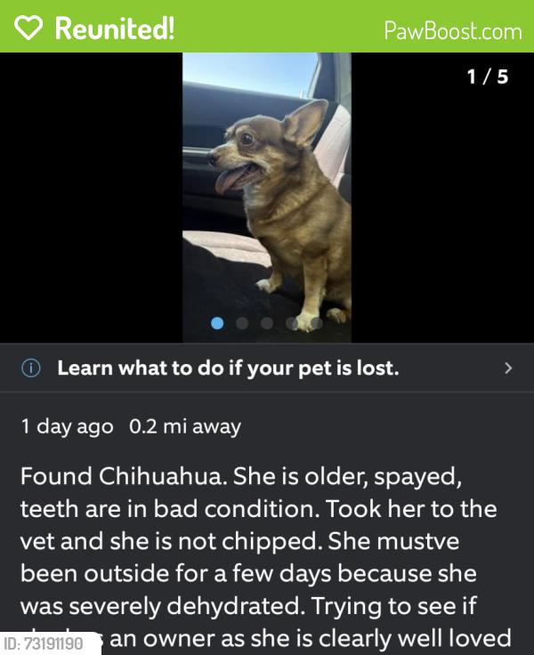 Reunited Female Dog last seen American Pacific and Bailey Island Dr, Henderson, NV 89074
