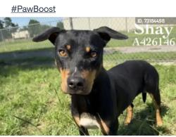 Found/Stray Female Dog last seen AprilSound Conroe, TX, Conroe, TX 77301