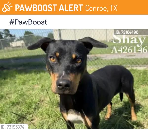Found/Stray Female Dog last seen AprilSound Conroe, TX, Conroe, TX 77301