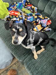 Lost Male Dog last seen 4th st n & 86th ave n, St. Petersburg, FL 33702