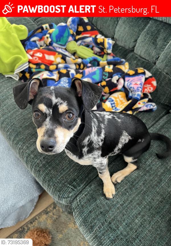 Lost Male Dog last seen 4th st n & 86th ave n, St. Petersburg, FL 33702
