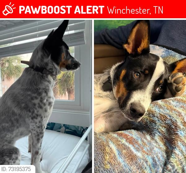 Lost Male Dog last seen Union Grove Primitive Baptist Church, Winchester, TN 37398