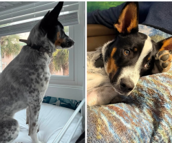 Lost Male Dog last seen Union Grove Primitive Baptist Church, Winchester, TN 37398