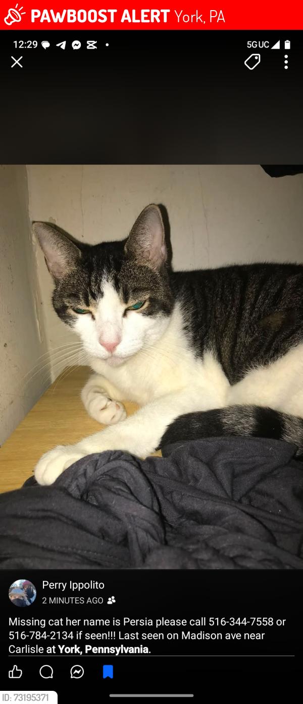Lost Female Cat last seen North Hawthorne, York, PA 17404