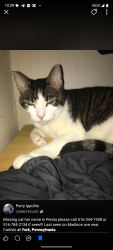 Lost Female Cat last seen North Hawthorne, York, PA 17404