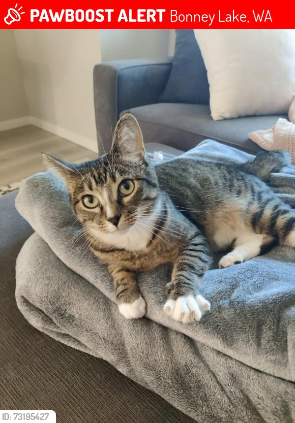 Lost Female Cat last seen Tehelah Community, Bonney Lake, WA 98391
