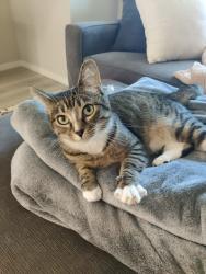 Lost Female Cat last seen Tehelah Community, Bonney Lake, WA 98391