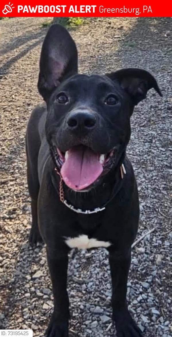 Lost Female Dog last seen Mace St Greensburg, Greensburg, PA 15601