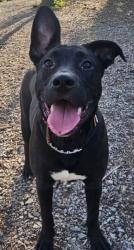 Lost Female Dog last seen Mace St Greensburg, Greensburg, PA 15601