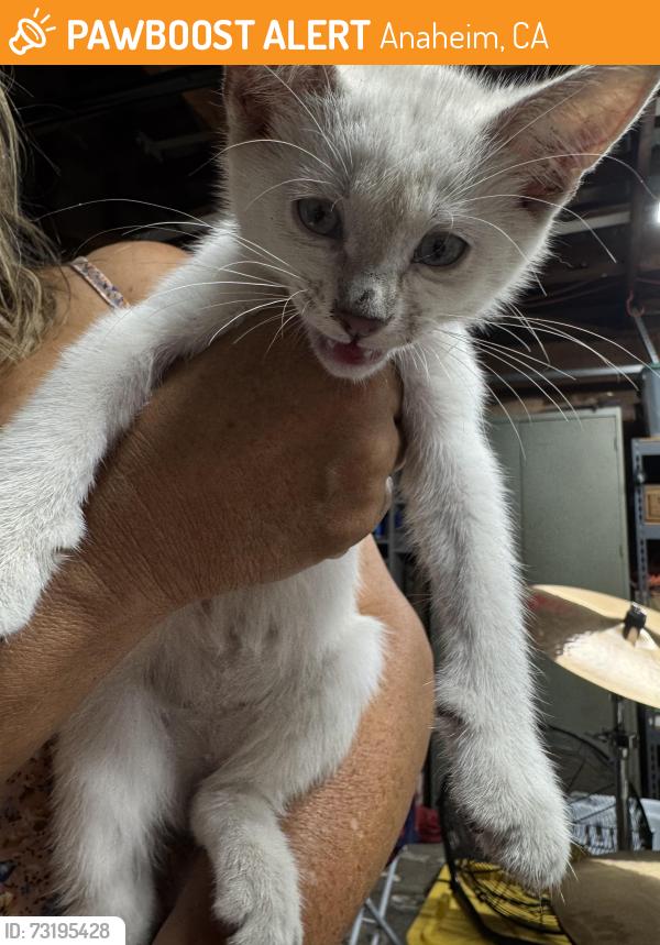 Found/Stray Female Cat last seen Lincoln and Sunkist, Anaheim, CA 92806