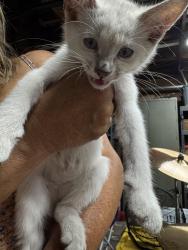 Found/Stray Female Cat last seen Lincoln and Sunkist, Anaheim, CA 92806