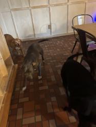 Lost Male Dog last seen River rd, Callahan, FL 32011