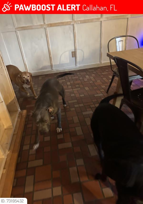 Lost Male Dog last seen River rd, Callahan, FL 32011