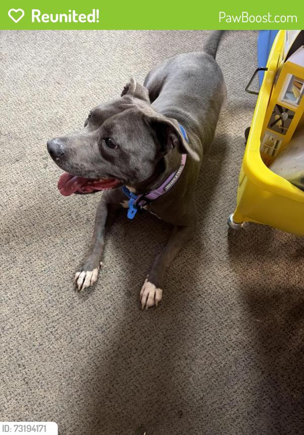 Reunited Female Dog last seen Graythorn Road, Middle River, MD 21220