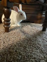 Found/Stray Male Rabbit last seen Fairmont dr Odessa tx, Odessa, TX 79762