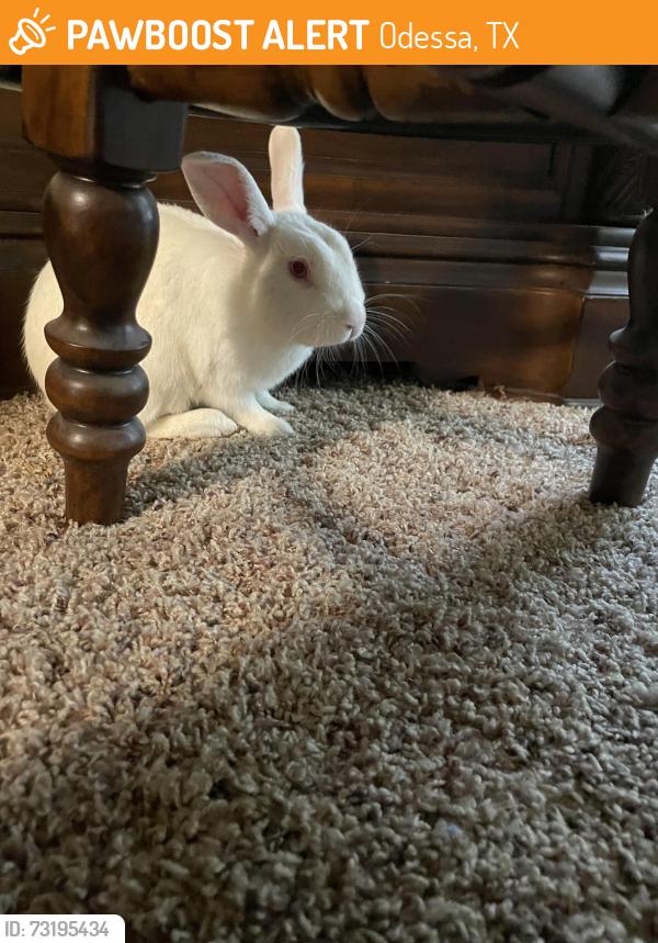 Found/Stray Male Rabbit last seen Fairmont dr Odessa tx, Odessa, TX 79762