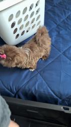 Lost Female Dog last seen Fairfield / lomghorn, Amarillo, TX 79103