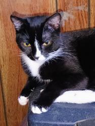 Reunited Male Cat last seen Plumber Way, North Highlands, CA 95660, USA, North Highlands, CA 95660