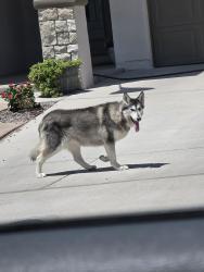 Reunited Unknown Dog last seen De La Rosa, El Paso, TX 79928