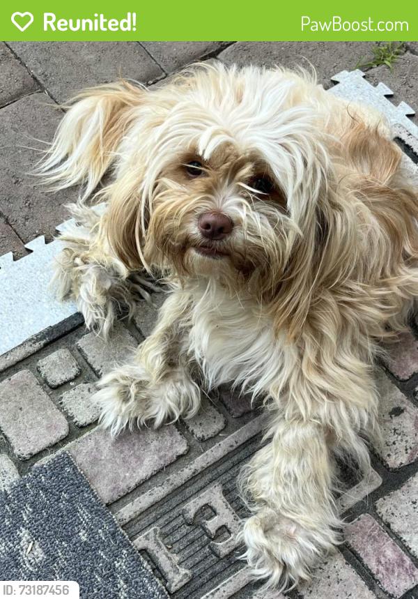 Reunited Female Dog last seen playa del ray, north river rd, Oceanside, CA 92058