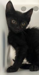 Shelter Stray Male Cat last seen Arthur Kill Road, STATEN ISLAND, NY, 10309, 3139 Veterans Rd W, Staten Island, NY 10309, USA