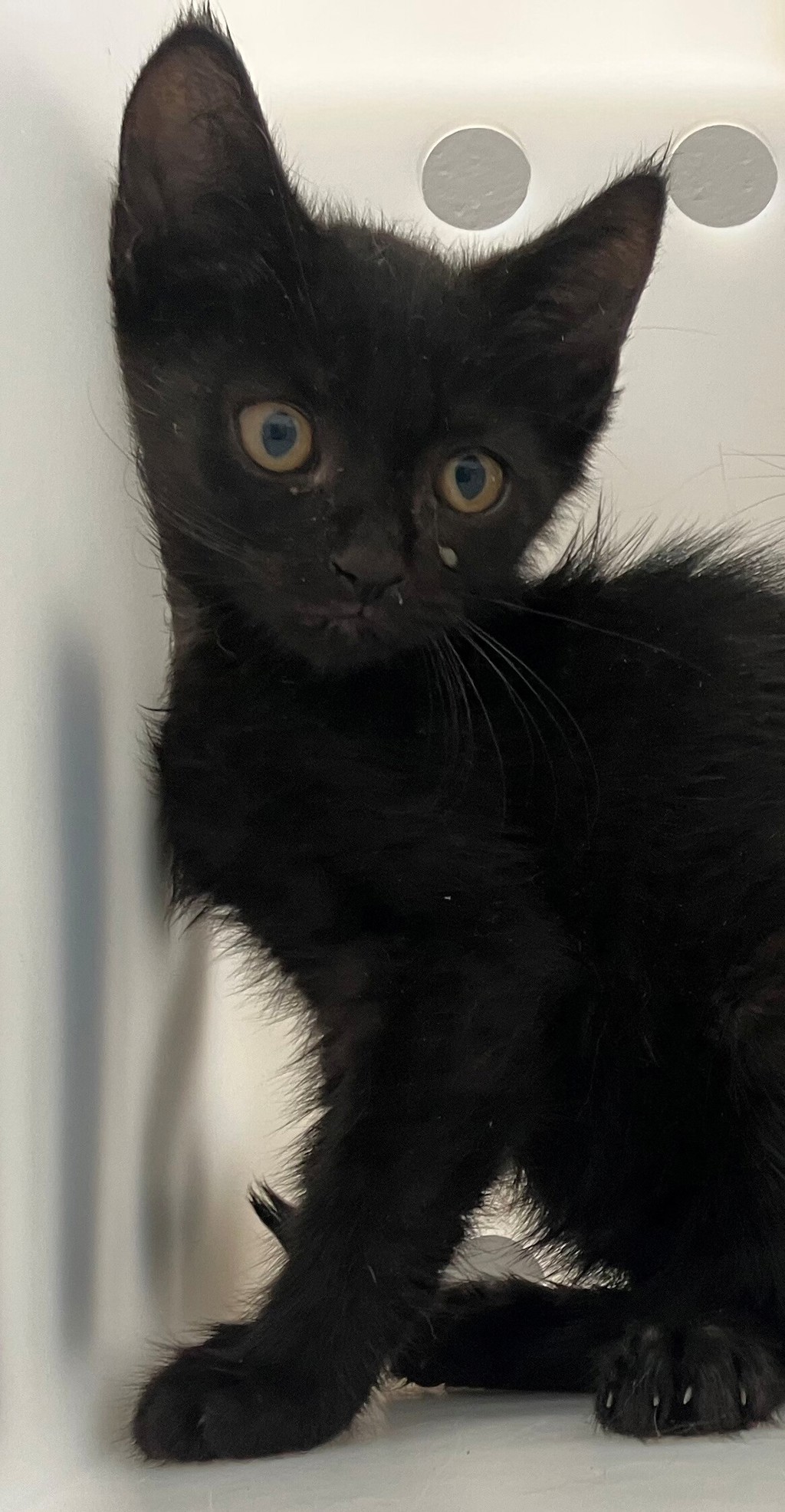 Shelter Stray Male Cat last seen Arthur Kill Road, STATEN ISLAND, NY, 10309, 3139 Veterans Rd W, Staten Island, NY 10309, USA