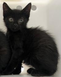 Shelter Stray Male Cat last seen Arthur Kill Road, STATEN ISLAND, NY, 10309, 3139 Veterans Rd W, Staten Island, NY 10309, USA