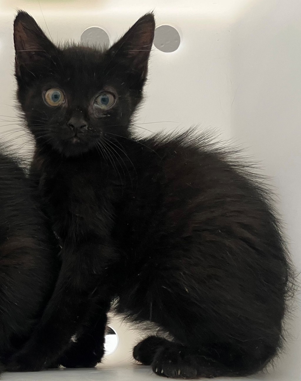 Shelter Stray Male Cat last seen Arthur Kill Road, STATEN ISLAND, NY, 10309, 3139 Veterans Rd W, Staten Island, NY 10309, USA