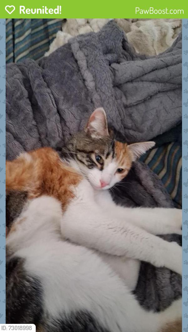 Reunited Female Cat last seen Templeton and Peoria St, Daly City, CA 94014