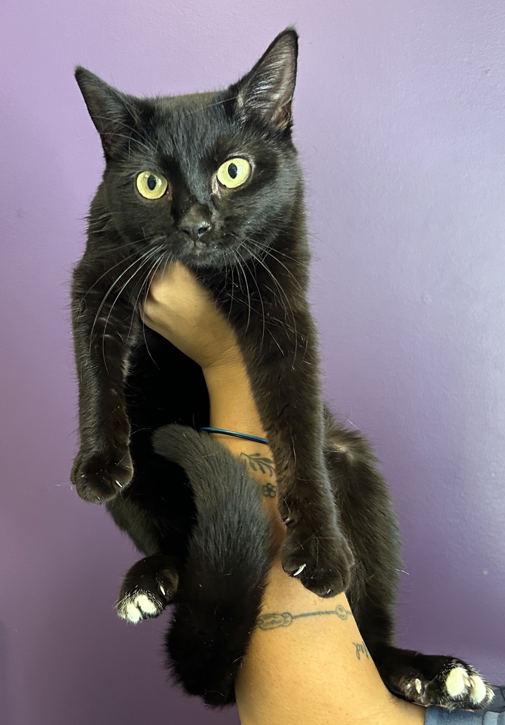 Shelter Stray Female Cat last seen Near S 9050 W, Magna Township, UT, 84044, 511 W 3900 S, Salt Lake City, UT 84123, USA
