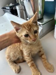 Shelter Stray Female Cat last seen Near S Redwood Road, SALT LAKE CITY, UT, 84104, 511 W 3900 S, Salt Lake City, UT 84123, USA