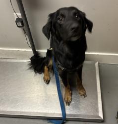 Shelter Stray Male Dog last seen SALT LAKE CITY, UT, 84107, 511 W 3900 S, Salt Lake City, UT 84123, USA