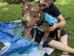 Shelter Stray Male Dog last seen NEW YORK, NY, 10029, 326 E 110th St, New York, NY 10029, USA