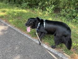 Found/Stray Male Dog last seen Rolling Oaks Dr. and Sanders Bluff Rd, Madison County, TN 38343