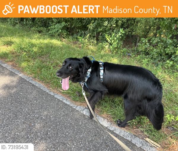 Found/Stray Male Dog last seen Rolling Oaks Dr. and Sanders Bluff Rd, Madison County, TN 38343