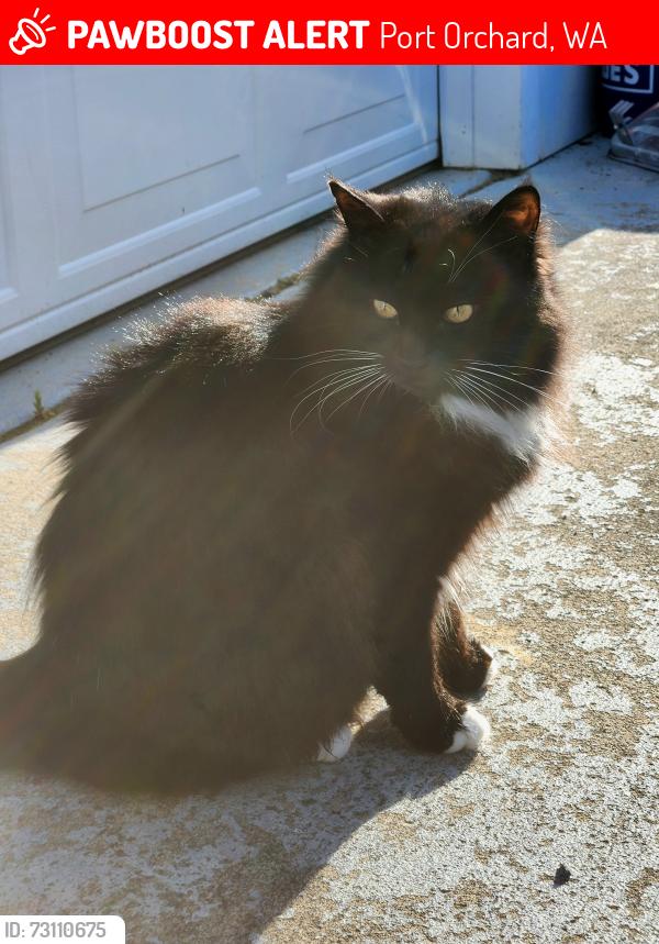 Lost Female Cat last seen Tremont, Pottery, Lund, Bethel, Port Orchard, WA 98366