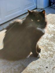 Lost Female Cat last seen Tremont, Pottery, Lund, Bethel, Port Orchard, WA 98366