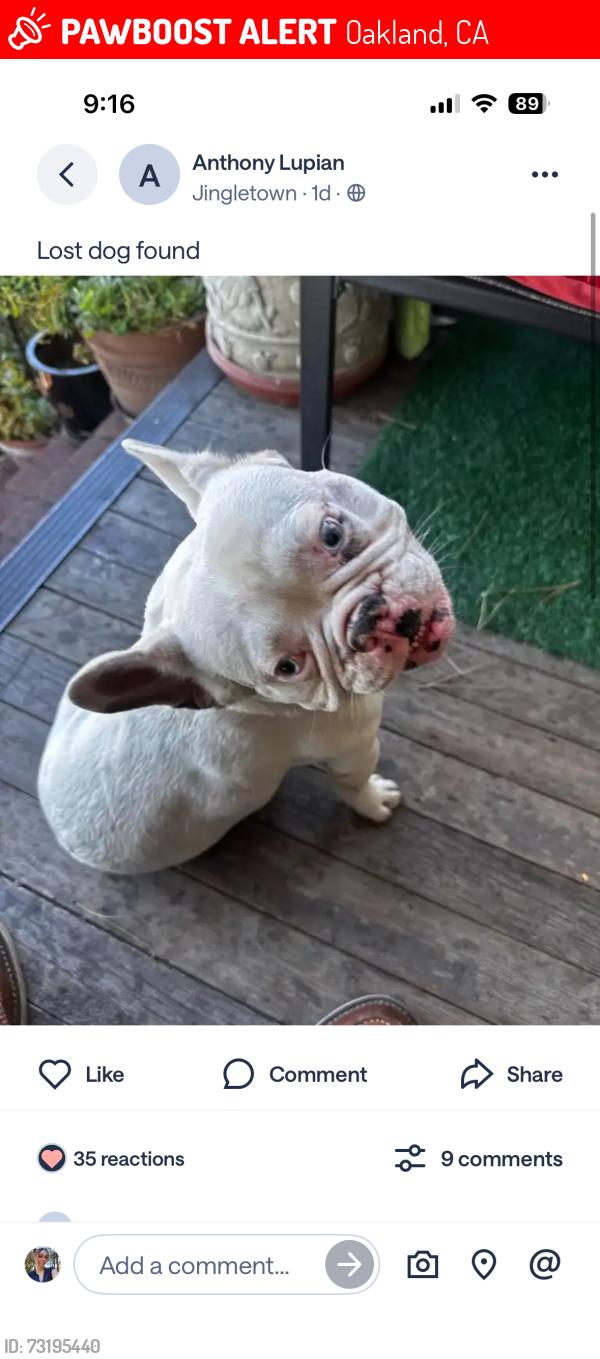 Lost Male Dog last seen E9th st, Oakland, CA 94601