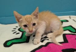 Shelter Stray Female Cat last seen Near Alamar Road, Valley Center, CA, 92082, Escondido, CA 92027, USA