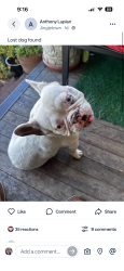 Lost Male Dog last seen E9th st, Oakland, CA 94601