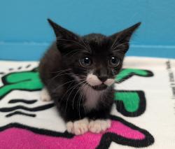 Shelter Stray Male Cat last seen Near Alamar Road, Valley Center, CA, 92082, Escondido, CA 92027, USA