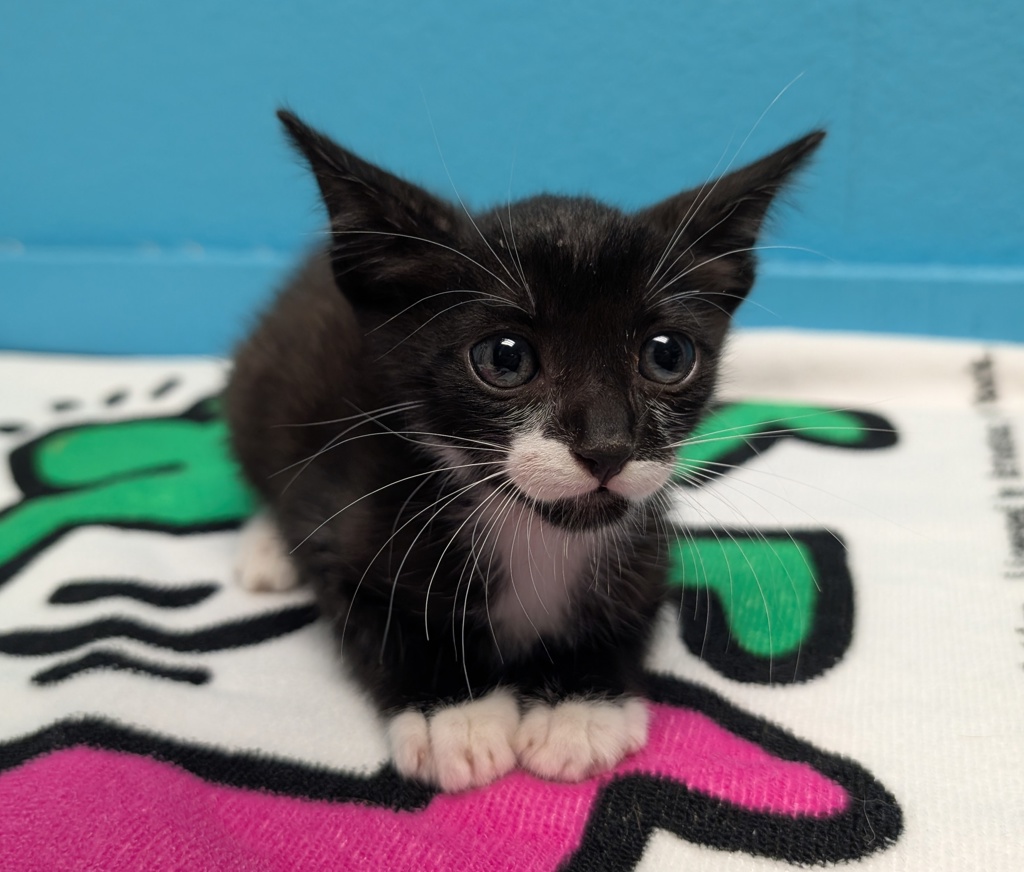 Shelter Stray Male Cat last seen Near Alamar Road, Valley Center, CA, 92082, Escondido, CA 92027, USA