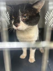 Shelter Stray Male Cat last seen Near Indian Creek Court, VIRGINIA BEACH, VA, 23457, 341 S Birdneck Rd, Virginia Beach, VA 23451, USA