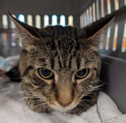 Shelter Stray Unknown Cat last seen Near Radisson Court, VIRGINIA BEACH, VA, 23464, 341 S Birdneck Rd, Virginia Beach, VA 23451, USA