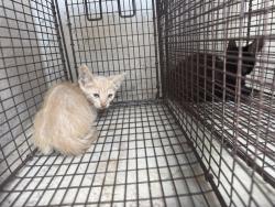 Shelter Stray Female Cat last seen Near La 1252 Highway, CARENCRO, LA, 70520, 410 Dugas Rd, Lafayette, LA 70507, USA