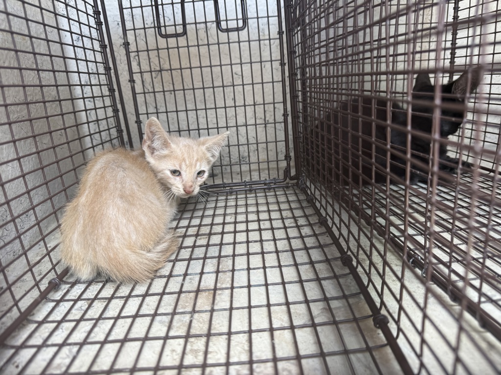 Shelter Stray Female Cat last seen Near La 1252 Highway, CARENCRO, LA, 70520, 410 Dugas Rd, Lafayette, LA 70507, USA