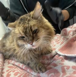 Shelter Stray Female Cat last seen Near Delta Street, San Diego, CA, 92113, 5500 Gaines St, San Diego, CA 92110, USA
