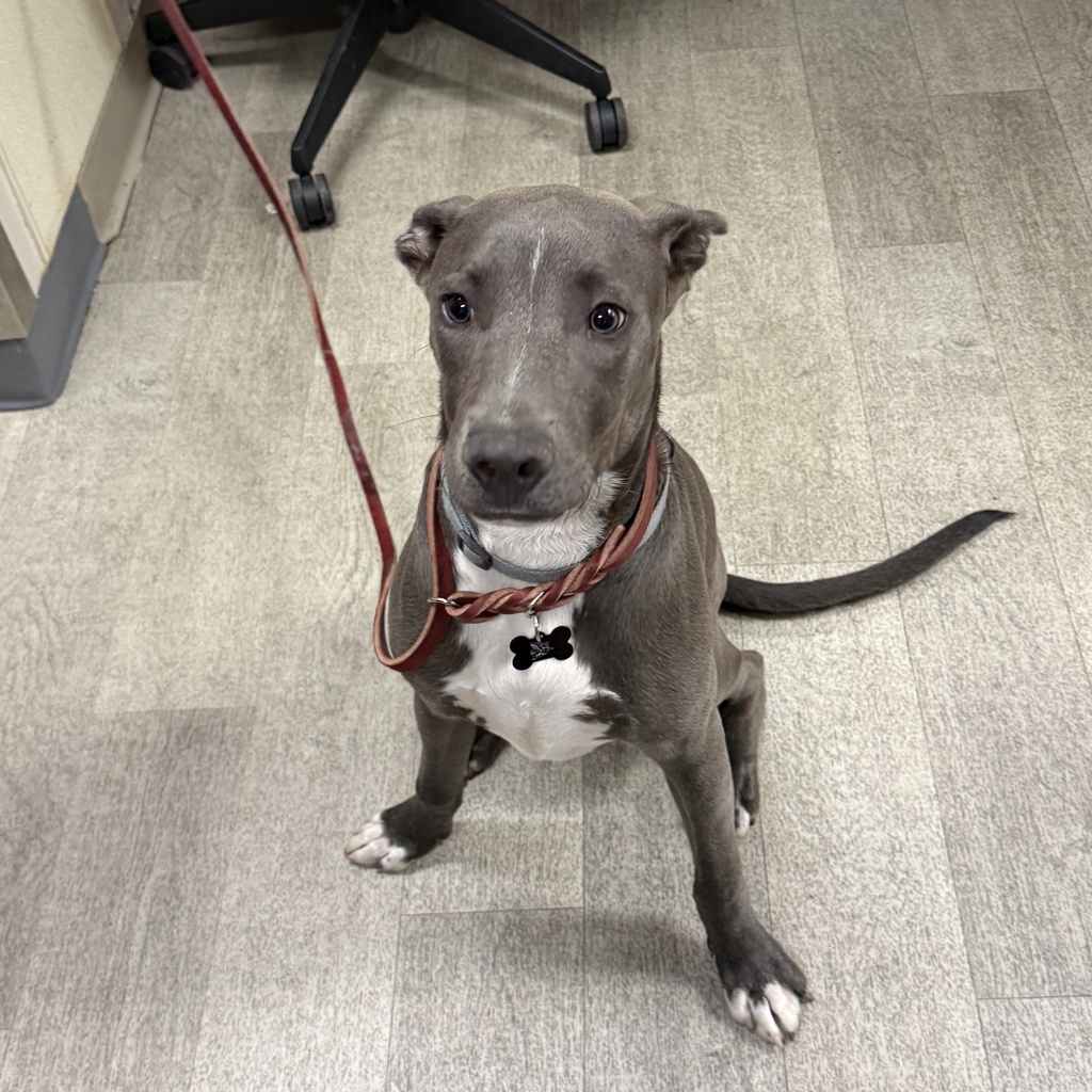Shelter Stray Male Dog last seen Midway District, San Diego, CA, 92110, 5500 Gaines St, San Diego, CA 92110, USA