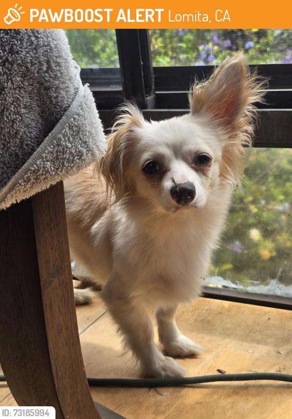 Found/Stray Unknown Dog last seen Near and western, Lomita, CA 90717