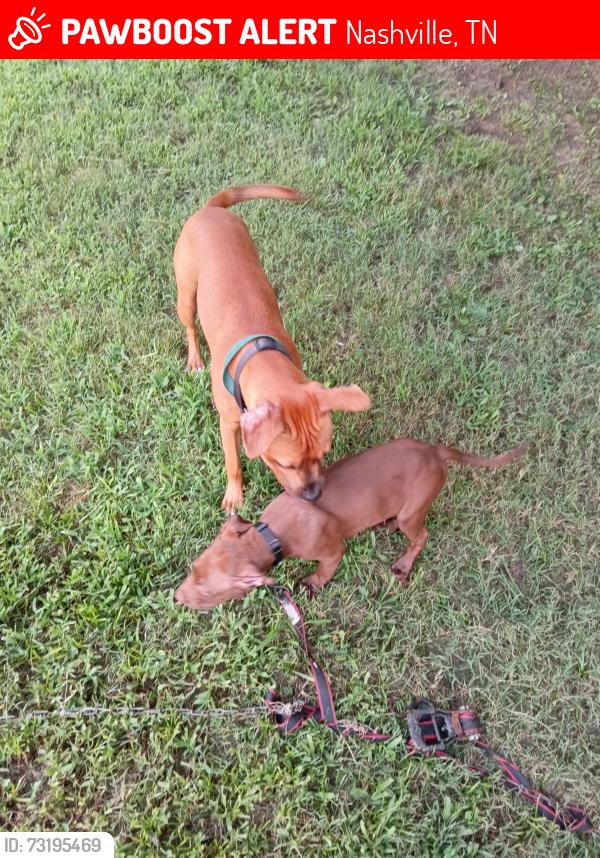 Lost Male Dog last seen Piggly wiggly, Nashville, TN 37207